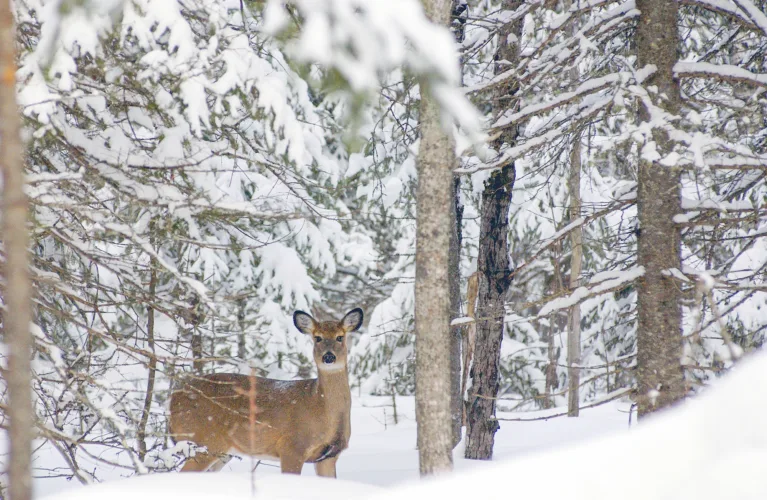 DNR doubles UP deer habitat grant funding